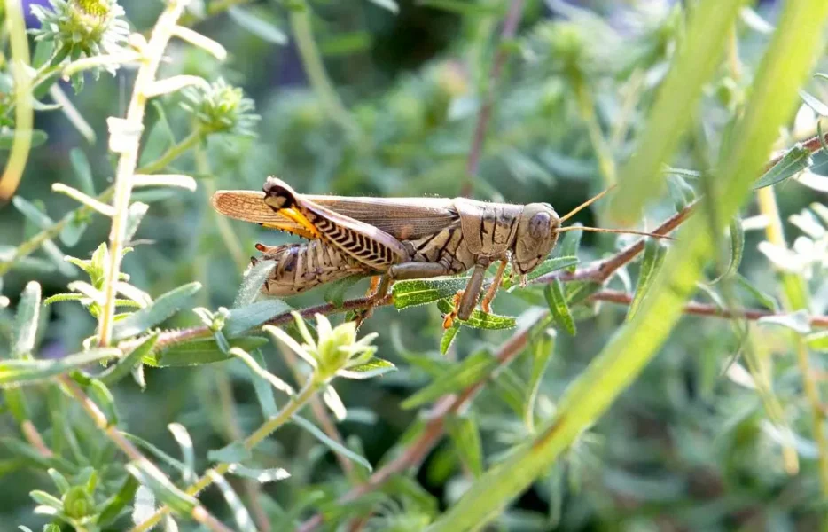 هجوم ملخ‌ها به بادرود