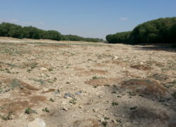 لزوم جاری‌سازی آب زاینده‌رود در تابستان برای نجات باغ‌های شرق اصفهان