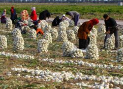 بحران بازار کشاورزی با نبود الگوی کشت