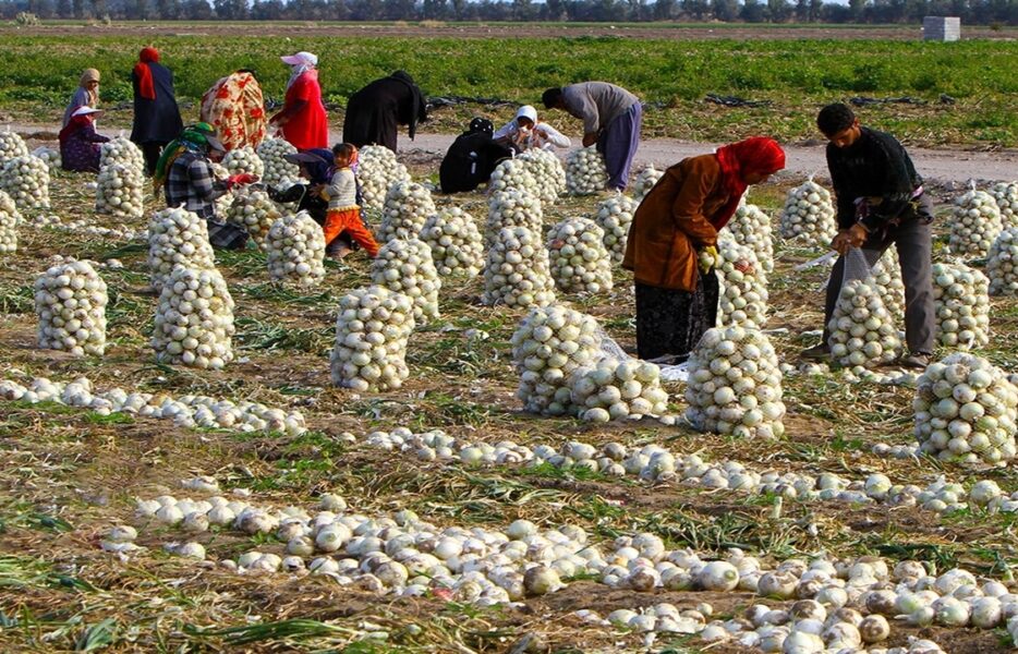 بحران بازار کشاورزی با نبود الگوی کشت