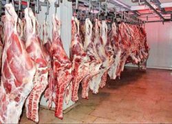 توقف توزیع گوشت یارانه‌ای از هفته آینده
