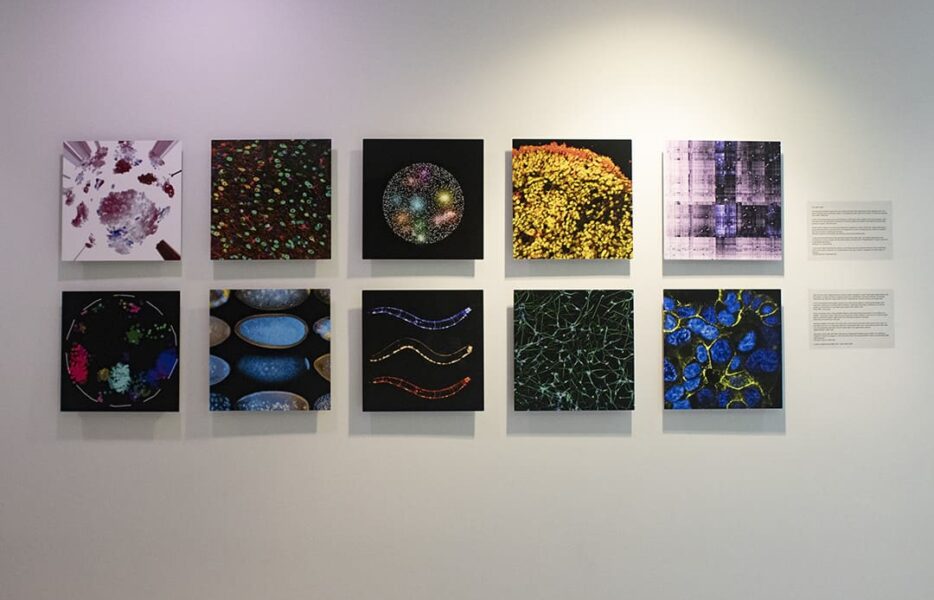 بیوآرت؛ زیر تیغ اخلاق! بیوآرت؛ زیر تیغ اخلاق!