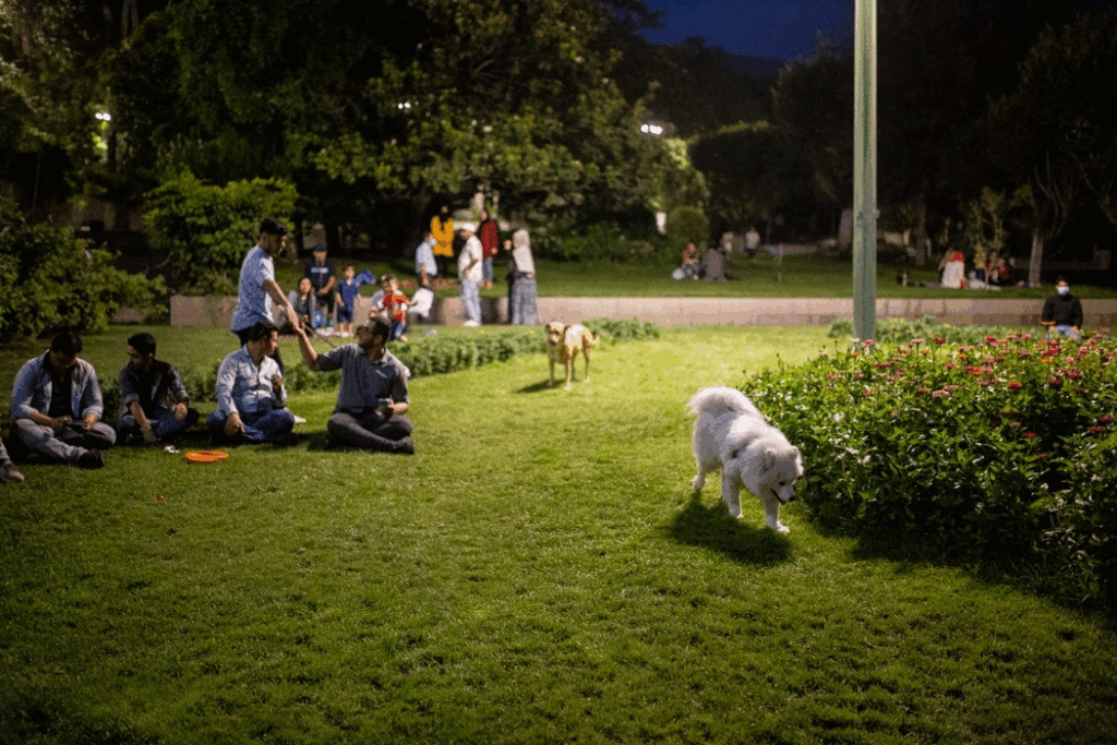 سگ‌گردانی در ایران: سبک زندگی جدید یا تهدید اجتماعی؟ - اصفهان زیبا