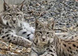 انتقال دوسیاهگوش کمیاب از اصفهان به تهران به دلیل محدودیت نگهداری انتقال دوسیاهگوش کمیاب از اصفهان به تهران به دلیل محدودیت نگهداری