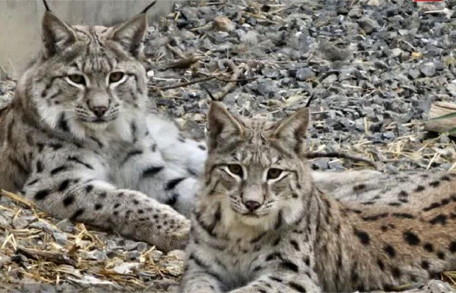 انتقال دوسیاهگوش کمیاب از اصفهان به تهران به دلیل محدودیت نگهداری انتقال دوسیاهگوش کمیاب از اصفهان به تهران به دلیل محدودیت نگهداری