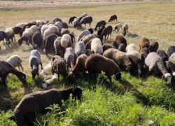 کاهش قیمت دام زنده در آستانه عید قربان