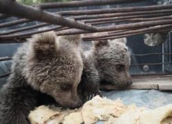 کشف دو توله خرس قاچاق در نائین