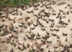 ملخ‌ های مراکشی طغیان کردند