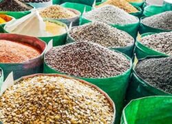 برنج و حبوبات در استان اصفهان به وفور وجود دارد