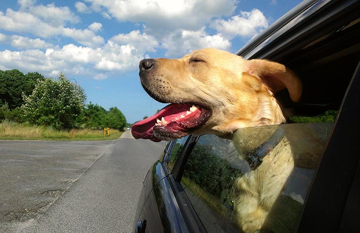 خودرو سگ‌گردان‌ها توقیف می‌شود