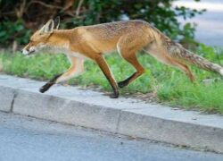 به روباه‌ ها غذا ندهید