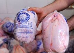 قیمت مرغ کاهش یافت