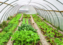 توسعه گلخانه‌های اصفهان به ۱۸هزار میلیاردریال اعتبار نیاز دارد