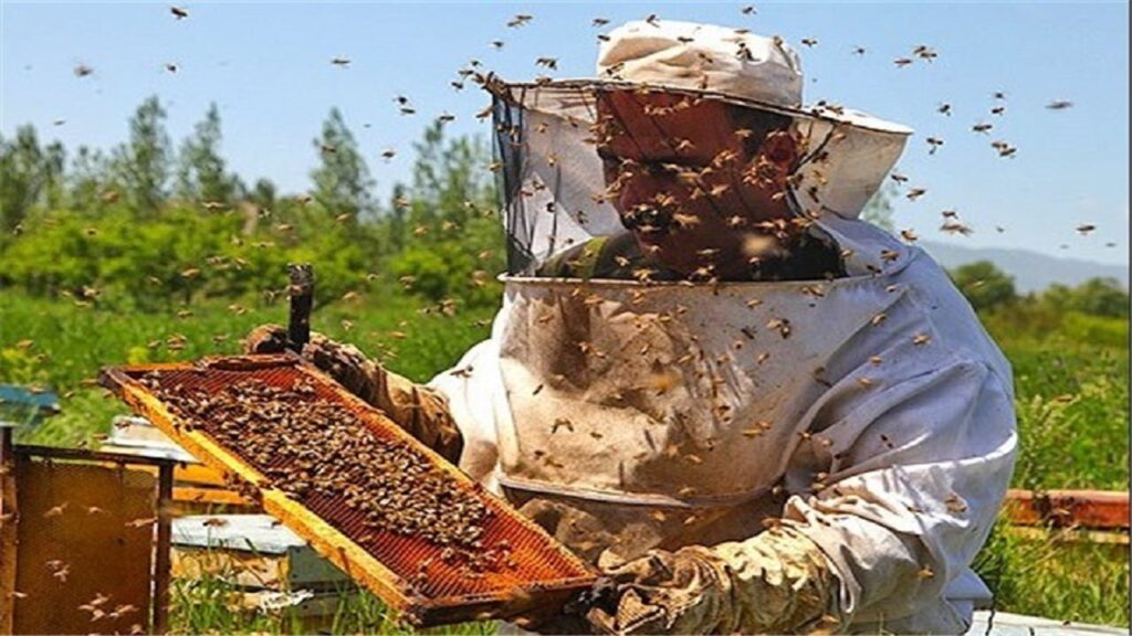 اصفهان؛ قطب تولید عسل و فرآورده‌های عسل در کشور - اصفهان زیبا