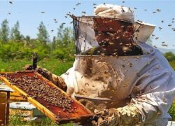 اصفهان؛ قطب تولید عسل و فرآورده‌های عسل در کشور