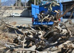 کشف گسترده چوب و زغال قاچاق در اصفهان