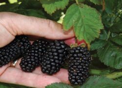 ثبت جشنواره شاتوت برزک کاشان در تقویم ملی گردشگری ایران