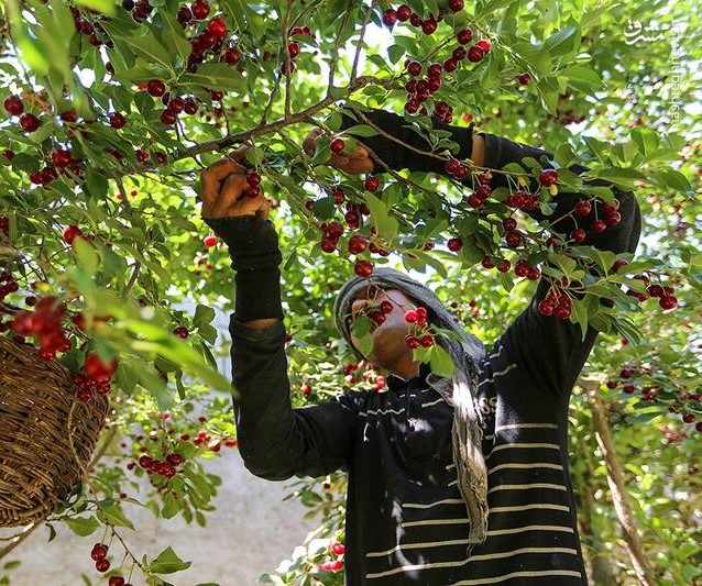 انجام عملیات اصلاح 2500هکتار از باغ‌های استان در یک سال اخیر