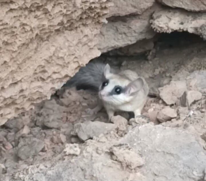 سنجابک درختی برای اولین بار در نائین دیده شد - اصفهان زیبا