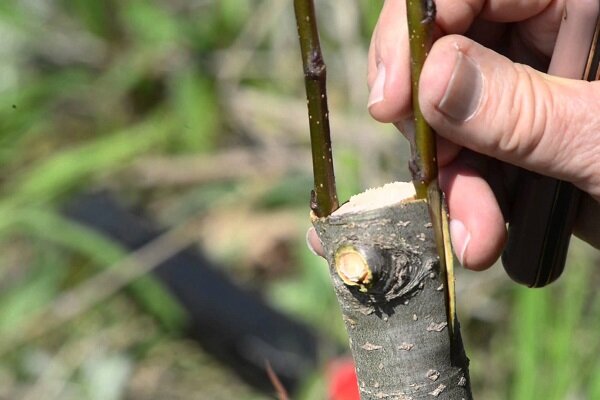 ارتقای کیفیت و میزان تولید گردو با سرشاخه‌کاری