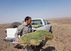 15 هزار تن علوفه برای تغذیه دام‌های عشایر به‌صورت دستی توزیع می‌شود