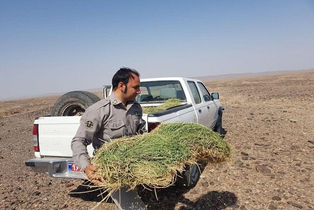 15 هزار تن علوفه برای تغذیه دام‌های عشایر به‌صورت دستی توزیع می‌شود