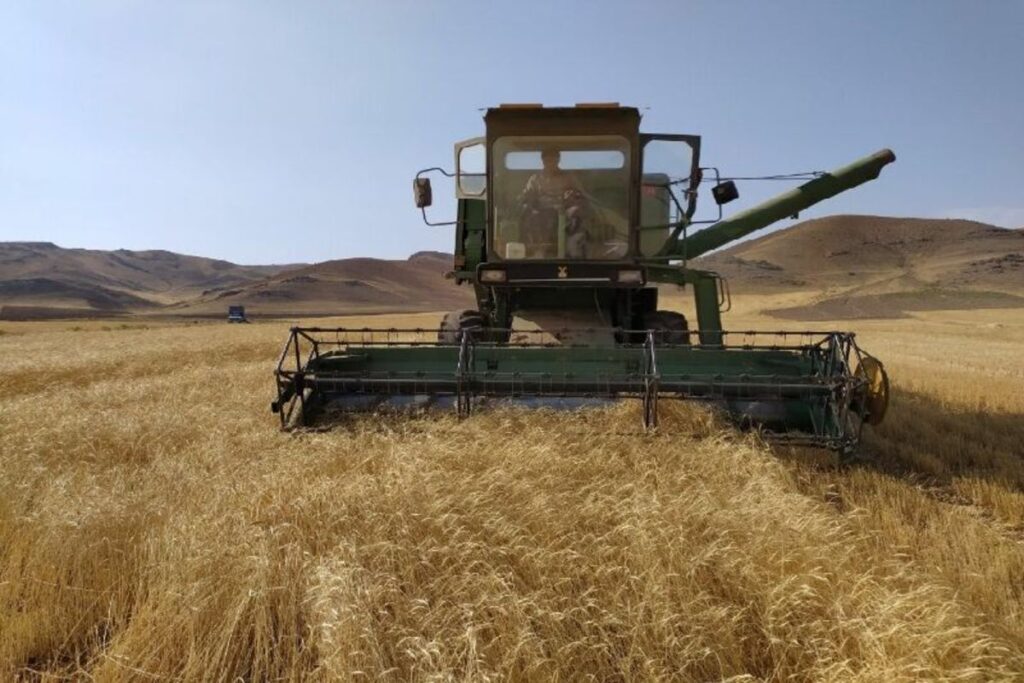 خشکسالی تولید گندم در اصفهان را کاهش داد - اصفهان زیبا