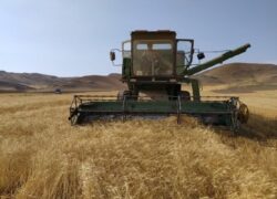 خشکسالی تولید گندم در اصفهان را کاهش داد