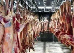 انحصار یک شرکت؛ عامل گرانی گوشت و لبنیات