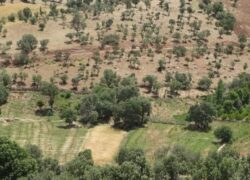 نابودی جنگل‌های زاگرس به‌خاطر دو درجه گرمای اضافی!