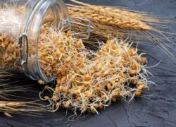 کشف اکسیر جوانی در جوانه گندم