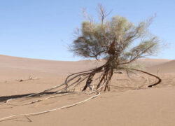 ۱.۵ میلیون هکتار از اراضی اصفهان در معرض فرسایش بادی ۱.۵ میلیون هکتار از اراضی اصفهان در معرض فرسایش بادی
