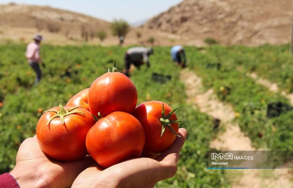 25 درصد آب کمتر با هوش مصنوعی