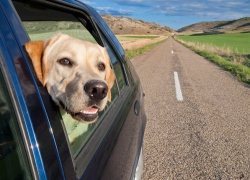 برخورد قانونی با تخلف سگ‌گردانی داخل خودرو