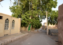 تصاویری از درخت چنار کهنسال روستای سرابه اردستان تصاویری از درخت چنار کهنسال روستای سرابه اردستان