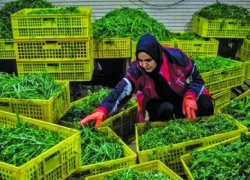 تراژدی کوچک‌ها!