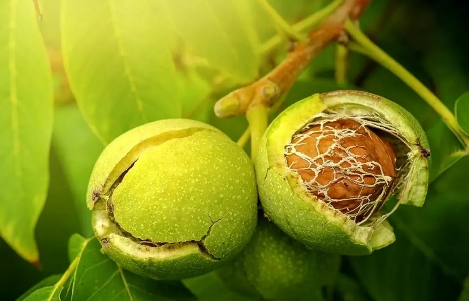 تولید برق با پوست گردو