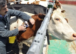 منشأ بیش از نیمی از بیماریهای عفونی انسان، حیوانات هستند منشأ بیش از نیمی از بیماریهای عفونی انسان، حیوانات هستند