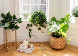 ۷ گیاه آپارتمانی دوستدار رطوبت برای طراوت فضای داخلی