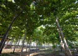 پارک جنگلی گلپایگان کجاست؟ پارک جنگلی گلپایگان کجاست؟