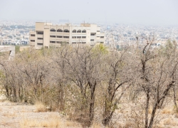 نسل ۵۰ساله درختان دانشگاه اصفهان در حال خشکشدن است نسل ۵۰ساله درختان دانشگاه اصفهان در حال خشکشدن است