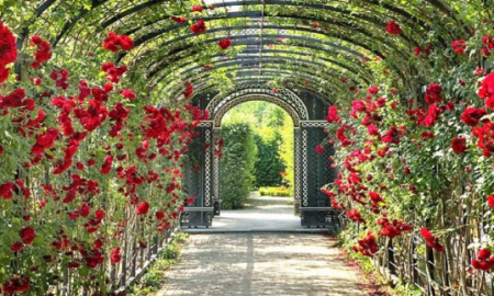 باغ ایران‌زاد؛ خانه‌ای تازه برای گیاهان بومی در اصفهان