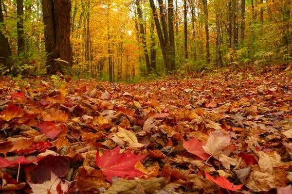 تجهیزات جدید برای جمع‌آوری برگ‌های پاییزی در اصفهان