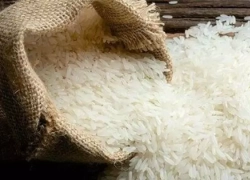 قیمت برنج رسماً کاهش یافت قیمت برنج رسماً کاهش یافت