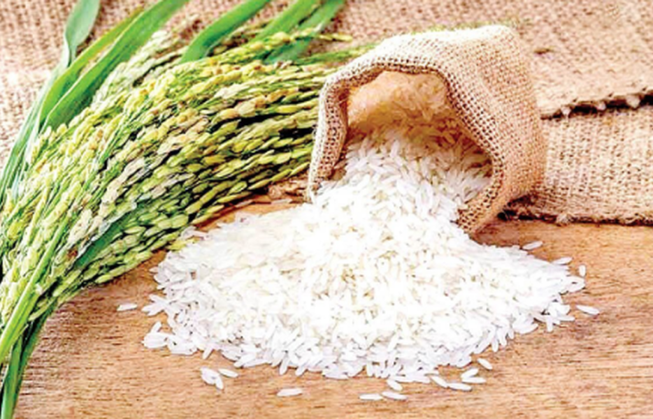 قیمت جدید انواع برنج ایرانی برای امروز ۲۶ شهریور ۱۴۰۴