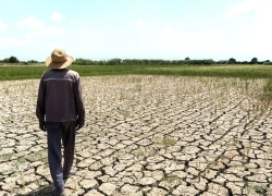 بیمه؛ سپر کشاورزان در برابر خشک‌سالی و سرما