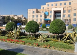 هرس توپیاری درختان در منطقه یک اصفهان