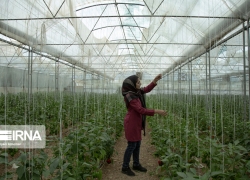 عبور از توسعه موقت در کشت گلخانه‌ای؟
