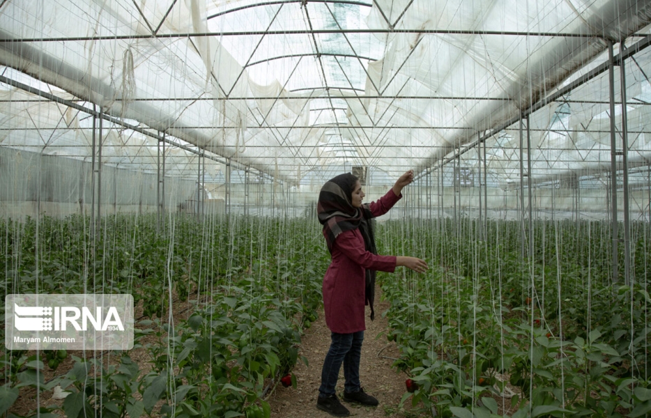 عبور از توسعه موقت در کشت گلخانه‌ای؟