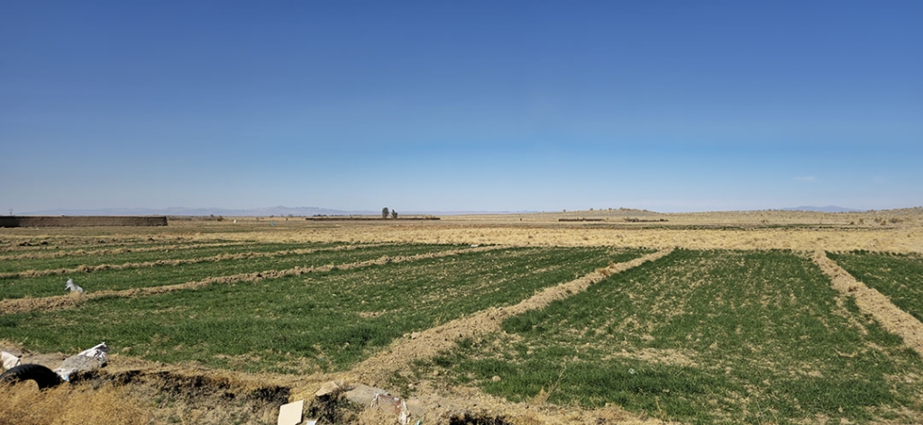 تصاویری از تاغزارهای زواره در شهرستان اردستان - اصفهان زیبا